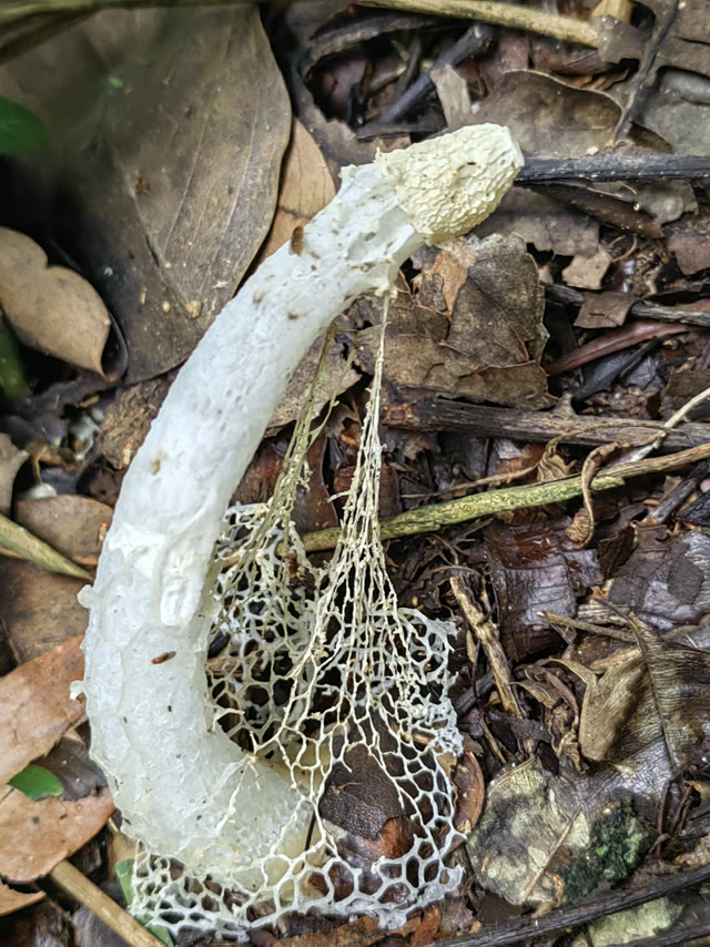 Cuerpo fructífero con una red visible alrededor del estípite, documentado en campo.